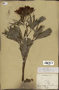 spécimen de Paeonia officinalis