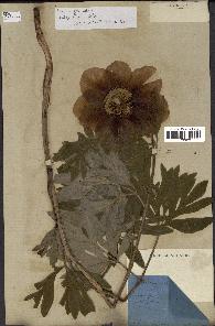 spécimen de Paeonia officinalis