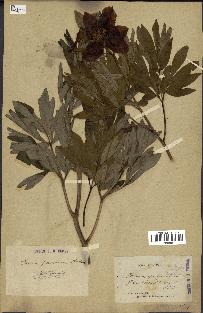 spécimen de Paeonia officinalis