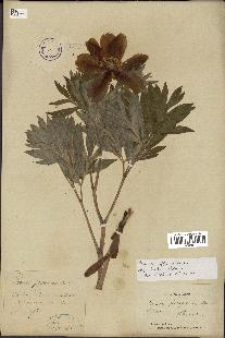 spécimen de Paeonia officinalis