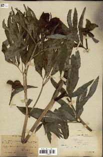 spécimen de Paeonia officinalis