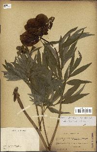 spécimen de Paeonia officinalis