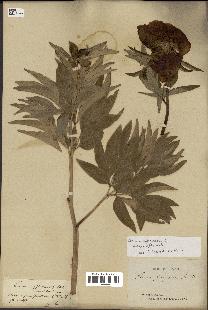 spécimen de Paeonia officinalis