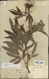 spécimen de Paeonia officinalis