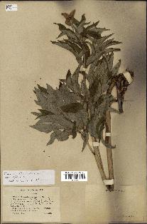 spécimen de Paeonia officinalis