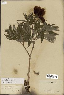 spécimen de Paeonia officinalis