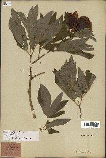 spécimen de Paeonia officinalis