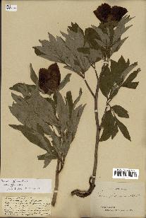 spécimen de Paeonia officinalis