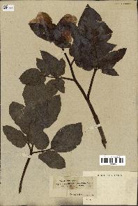 spécimen de Paeonia mascula