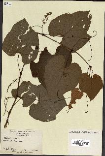 spécimen de Vitis labrusca