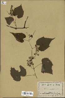 spécimen de Vitis cordifolia