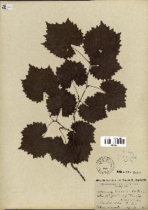 spécimen de Vitis cordifolia