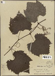 spécimen de Vitis cordifolia