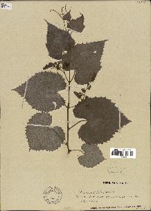 spécimen de Vitis cordifolia