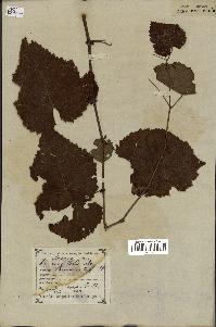 spécimen de Vitis cordifolia