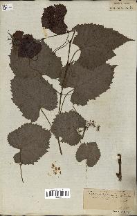 spécimen de Vitis cordifolia