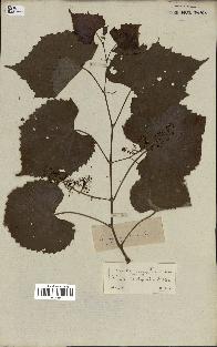 spécimen de Vitis cordifolia