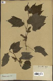 spécimen de Vitis cordifolia