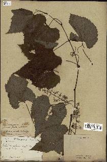 spécimen de Vitis cordifolia