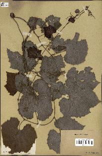 spécimen de Vitis cordifolia