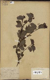 spécimen de Vitis cordifolia