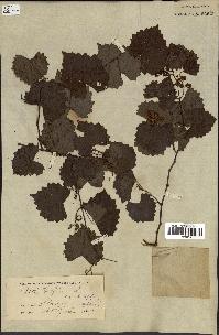 spécimen de Vitis rotundifolia