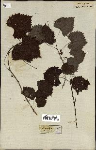 spécimen de Vitis rotundifolia