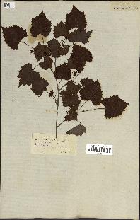 spécimen de Vitis rotundifolia