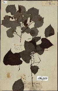 spécimen de Vitis rotundifolia
