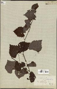 spécimen de Vitis rotundifolia
