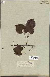 spécimen de Vitis rotundifolia