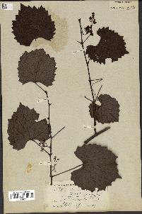 spécimen de Vitis rotundifolia