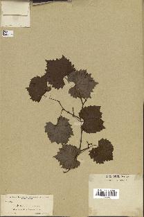 spécimen de Vitis rotundifolia