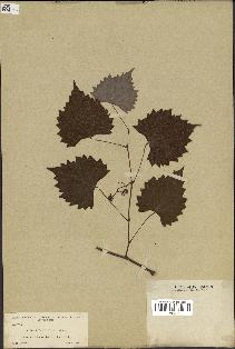 spécimen de Vitis rotundifolia