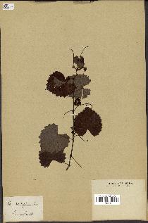 spécimen de Vitis rotundifolia