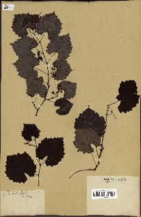 spécimen de Vitis rotundifolia
