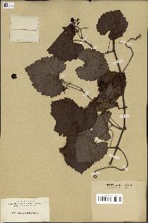 spécimen de Vitis rotundifolia