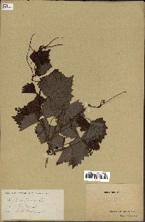 spécimen de Vitis rotundifolia