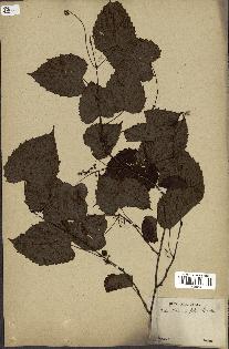 spécimen de Vitis rotundifolia