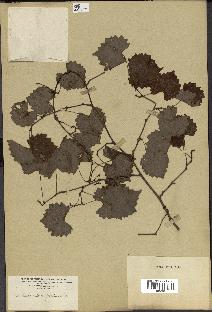 spécimen de Vitis rotundifolia
