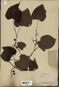 spécimen de Vitis rotundifolia