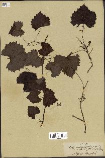 spécimen de Vitis rotundifolia