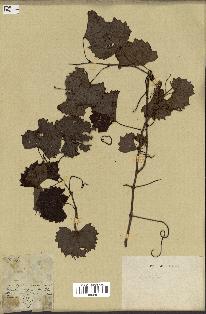 spécimen de Vitis rotundifolia