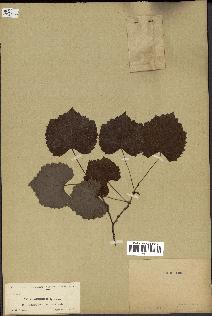 spécimen de Vitis rotundifolia
