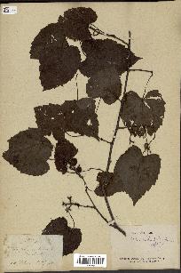 spécimen de Vitis rotundifolia