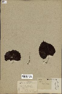 spécimen de Vitis rotundifolia