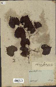 spécimen de Vitis rotundifolia