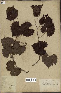 spécimen de Vitis rotundifolia