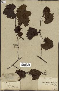 spécimen de Vitis rotundifolia
