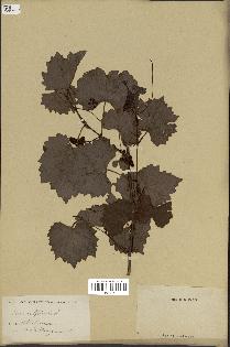 spécimen de Vitis rotundifolia